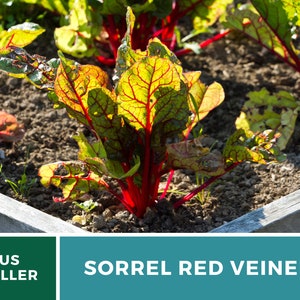 Sorrel, Red Veined 200 Seeds Heirloom Herb, Culinary & Medicinal Plant, Vibrant Red Veins, Tangy Flavor Rumex sanguineus image 3