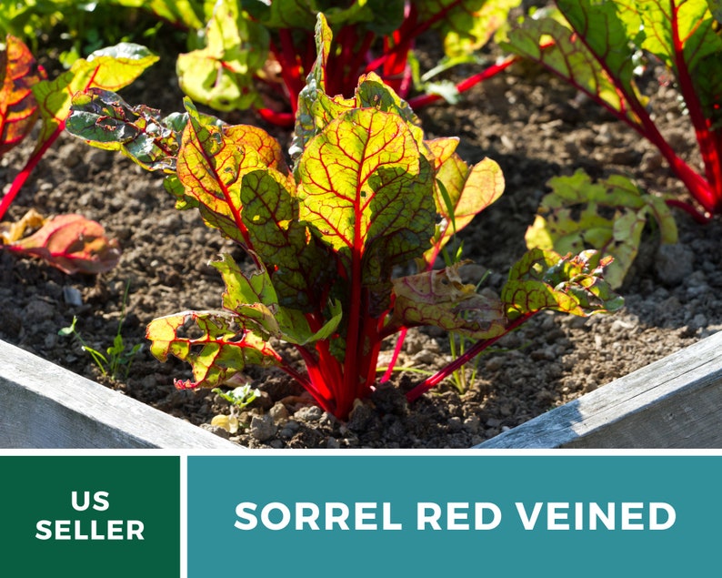 Sorrel, Red Veined 200 Seeds Heirloom Herb, Culinary & Medicinal Plant, Vibrant Red Veins, Tangy Flavor Rumex sanguineus image 3