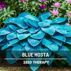 Blue Hosta Seeds – Heirloom Plant, Blue-Green Leaves & Violet Flowers, Easy to Grow Shade Groundcover | 25 Seeds