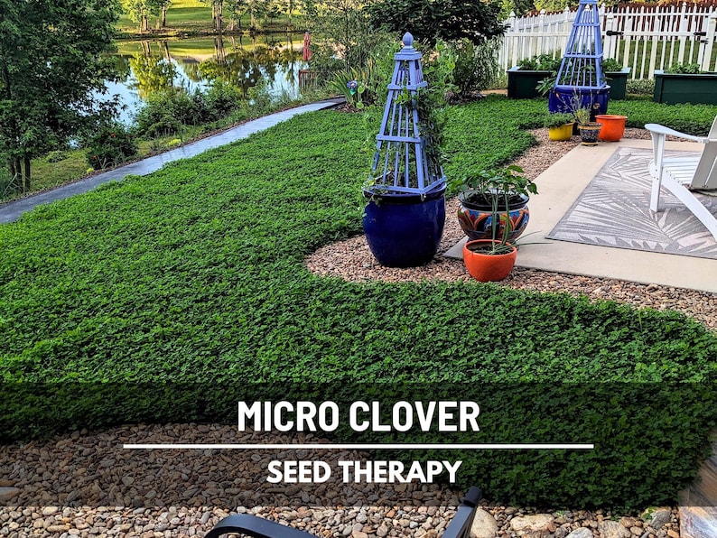 Micro Clover (Trifolium repens) lush green coverage in landscape bed, eco-friendly ground cover for urban gardens - Seed Therapy