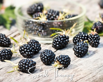 May include: A collection of fresh, dark purple blackberries scattered on a weathered wooden surface, with a clear glass bowl filled with more blackberries in the background. The text Seed Therapy is printed in white script at the bottom.