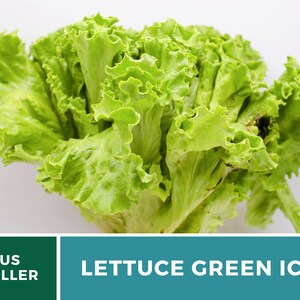 May include: A head of Green Ice lettuce featuring vibrant, light green, ruffled leaves with a crisp texture. The bottom of the image includes a teal banner with the white text LETTUCE GREEN ICE and a dark green box with US SELLER.