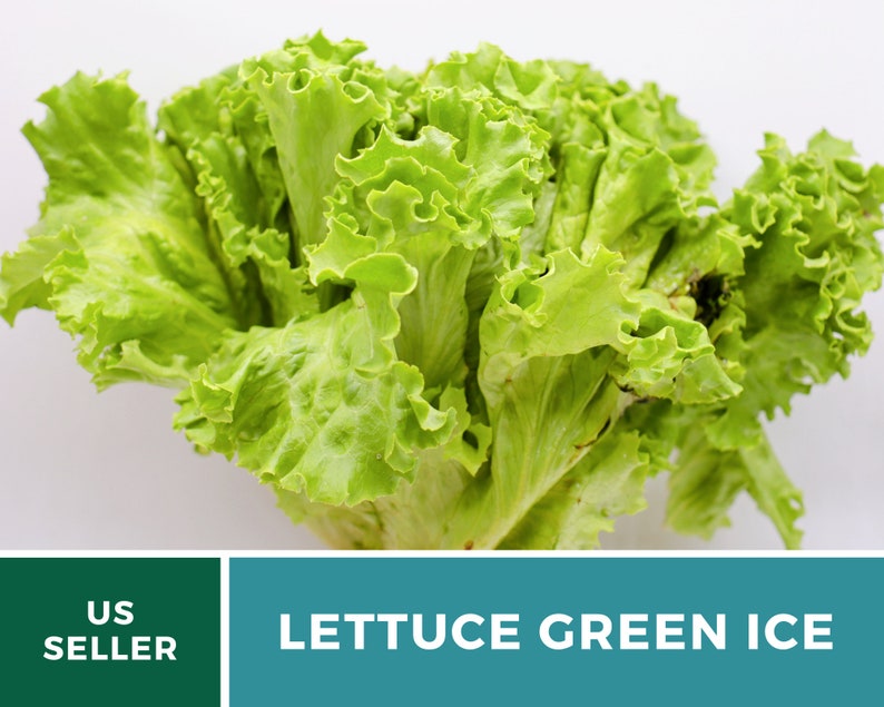 May include: A head of Green Ice lettuce featuring vibrant, light green, ruffled leaves with a crisp texture. The bottom of the image includes a teal banner with the white text LETTUCE GREEN ICE and a dark green box with US SELLER.