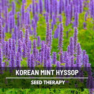 Korean Mint Seeds (Giant Purple Hyssop) – Heirloom Flower, Culinary & Medicinal Herb, Aromatic and Pollinator Friendly | 50 Seeds