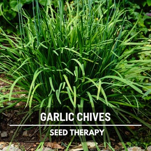 Garlic Chives (Allium tuberosum) fresh clump growing outdoors with green leaves for kitchen harvest - Seed Therapy