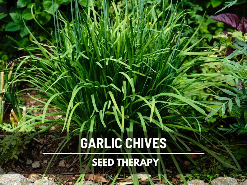 Garlic Chives (Allium tuberosum) fresh clump growing outdoors with green leaves for kitchen harvest - Seed Therapy