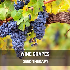 Wine Grape Seeds – Heirloom Fruit, Perfect for Wine-Making & Vineyards, Classic Grape Variety, Easy to Grow | 35 Seeds