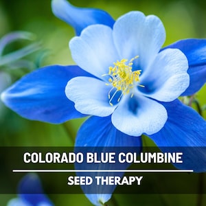 Columbine Colorado Blue Seeds – Heirloom Flower, State Flower of Colorado & Perennial, Easy to Grow | 100 Seeds