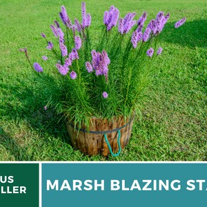 May include: A potted marsh blazing star plant with purple flowers in bloom. The plant is in a wooden pot and is sitting on a green lawn.