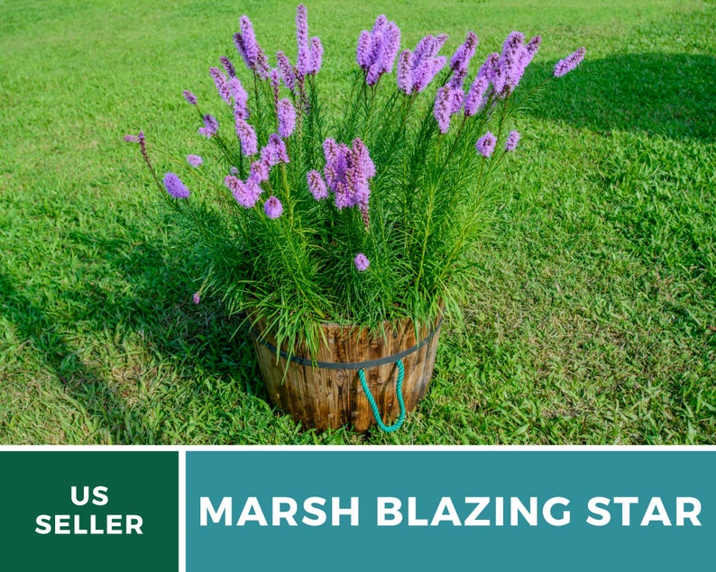 May include: A potted marsh blazing star plant with purple flowers in bloom. The plant is in a wooden pot and is sitting on a green lawn.