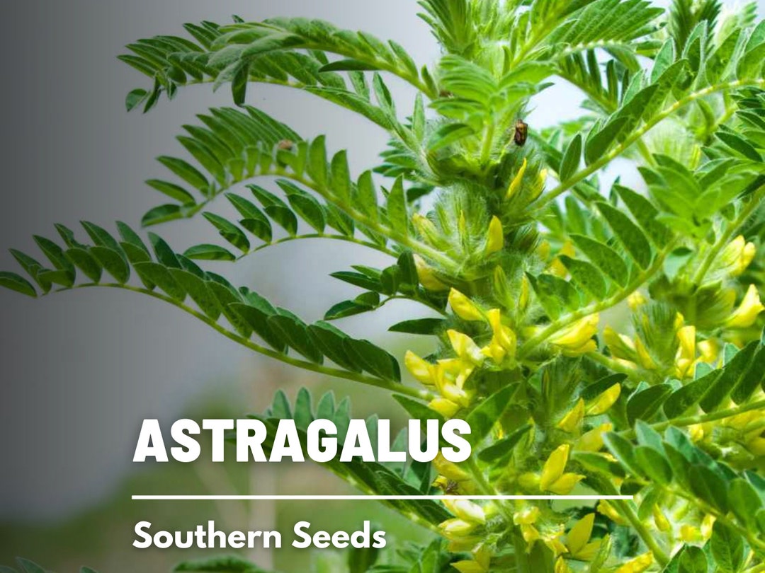 Astragalus huang Qi 25 Seeds Heirloom Medicinal Herb Adaptogenic astragalus Membranaceus Etsy