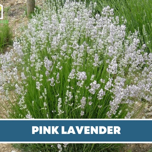 Lavender Pink lavandula Angustifolia Rosea 20 Seeds - Etsy