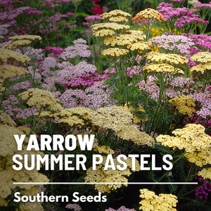 Yarrow, Summer Pastels - 50 seeds - Heirloom Flower - Medicinal - Shades of sunny pastel blooms (Achillea millefolium)