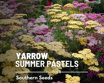 Yarrow, Summer Pastels - 50 seeds - Heirloom Flower - Medicinal - Shades of sunny pastel blooms (Achillea millefolium)