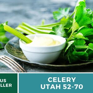Utah 52-70 Celery Seeds – Heirloom, Non-GMO (300 Seeds) afbeelding 7