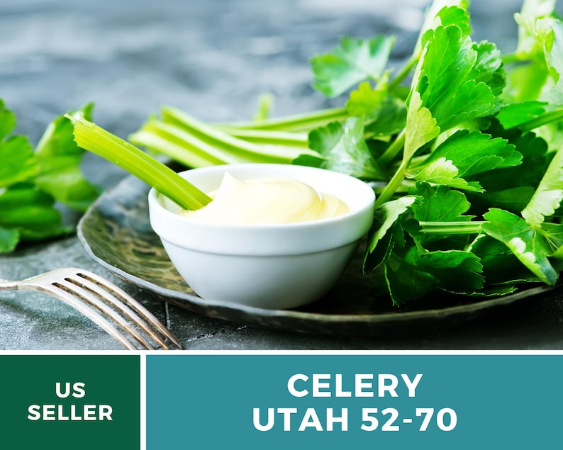 Utah 52-70 Celery Seeds – Heirloom, Non-GMO (300 Seeds) afbeelding 7
