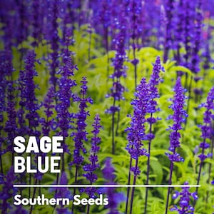 Sage, Blue (Mealy Sage) - 100 Seeds - Heirloom Herb, Blue Flowers, Frangrant, Medicinal, Garden Gift, Non-GMO (Salvia farinacea)