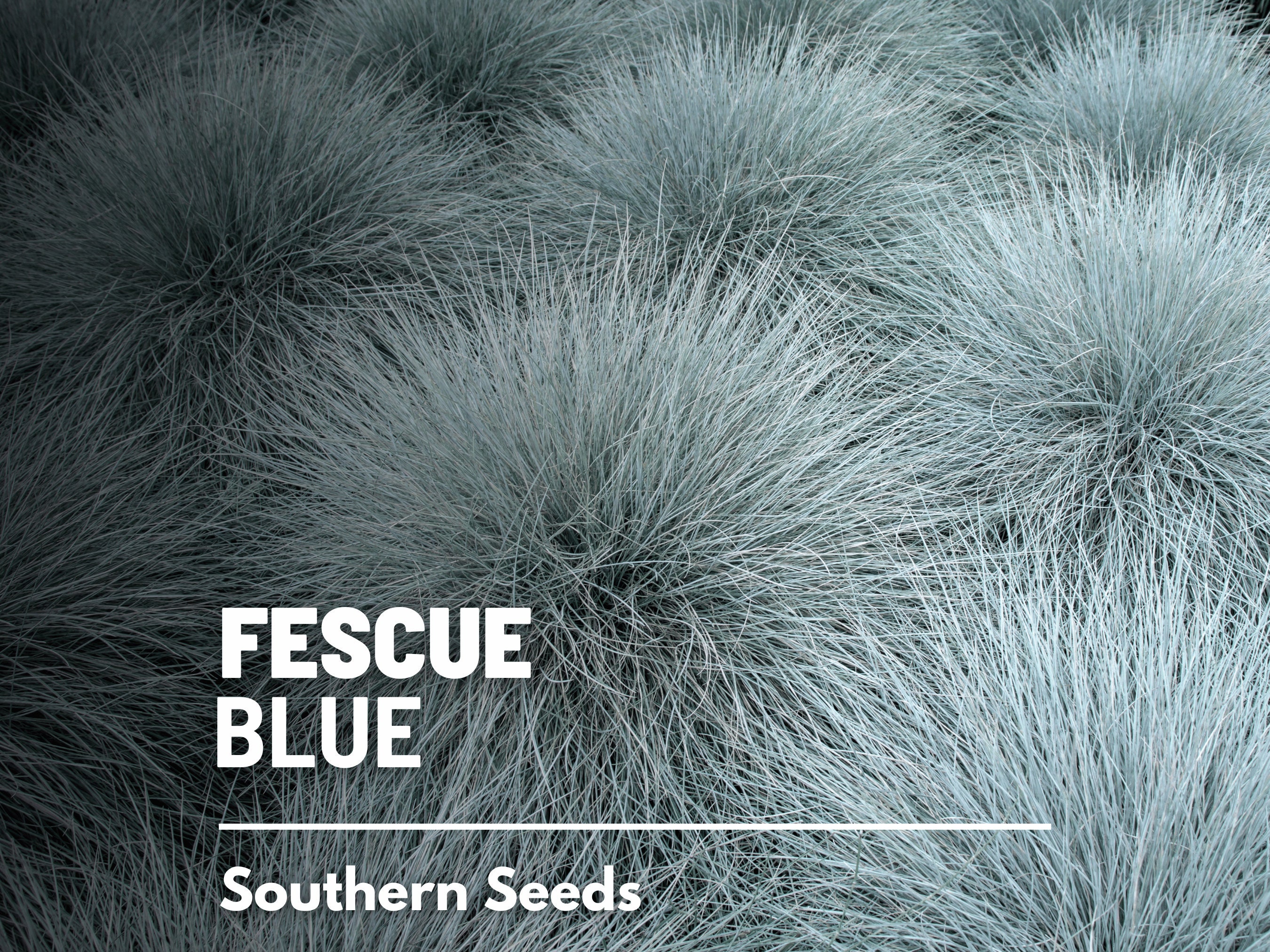 Blue Fescue Seeds – Heirloom Ornamental Grass, Drought Resistant & Easy