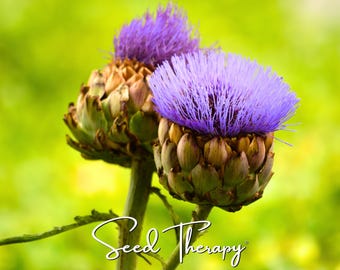 Cardoon Seeds – Heirloom Medicinal Plant with Edible Stalks, Related to Artichokes, Historic Use in Herbal Gardens | 25 Seeds