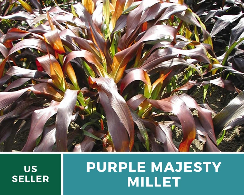 Millet Purple Majesty 10 Seeds Stunning Ornamental Non Etsy