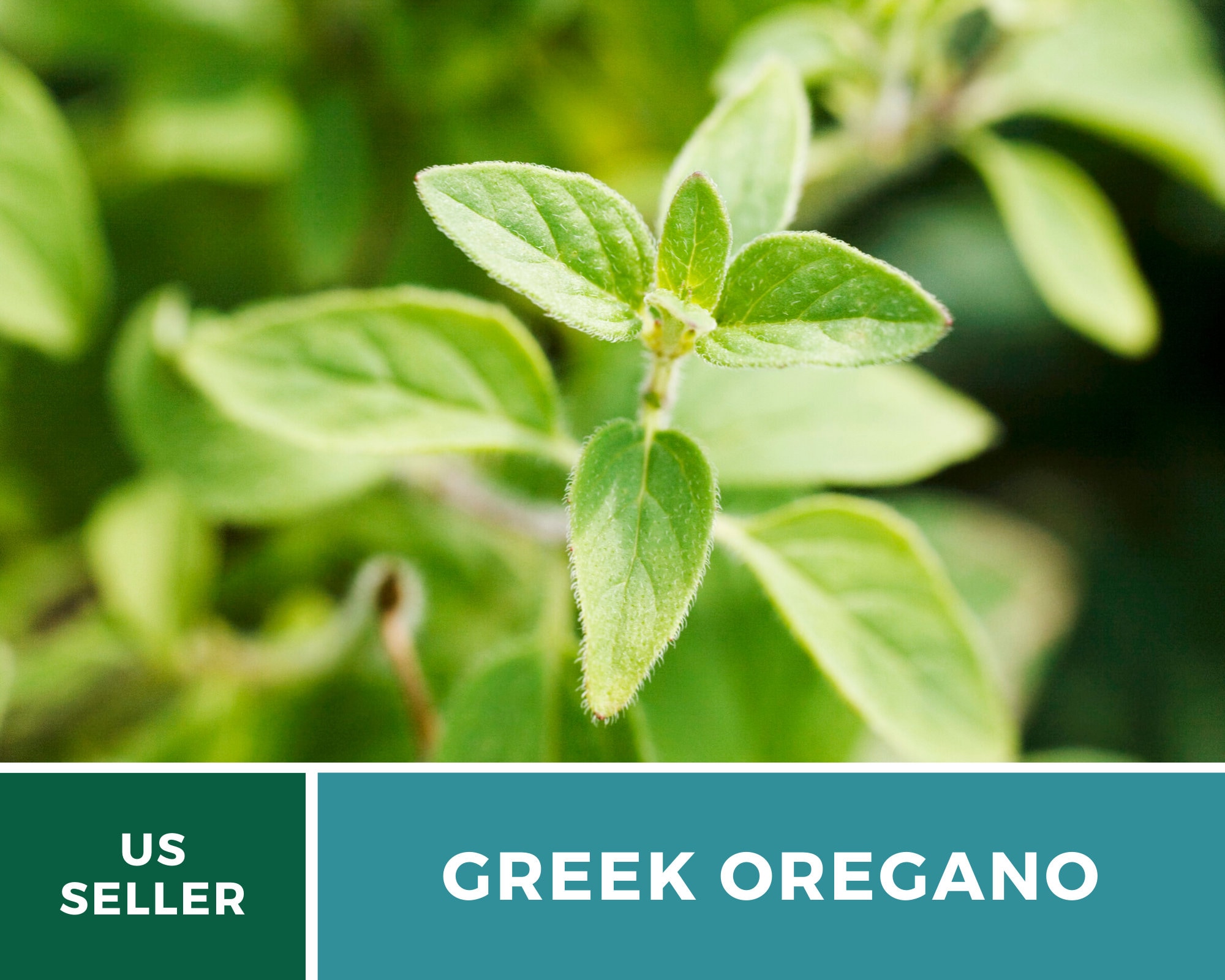 Oregano Greek 500 Seeds Medicinal & Culinary Herb Etsy UK