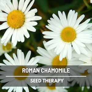 Close-up of Roman Chamomile (Chamaemelum nobile) blossoms showing flat button-shaped centers and dense petals - Seed Therapy