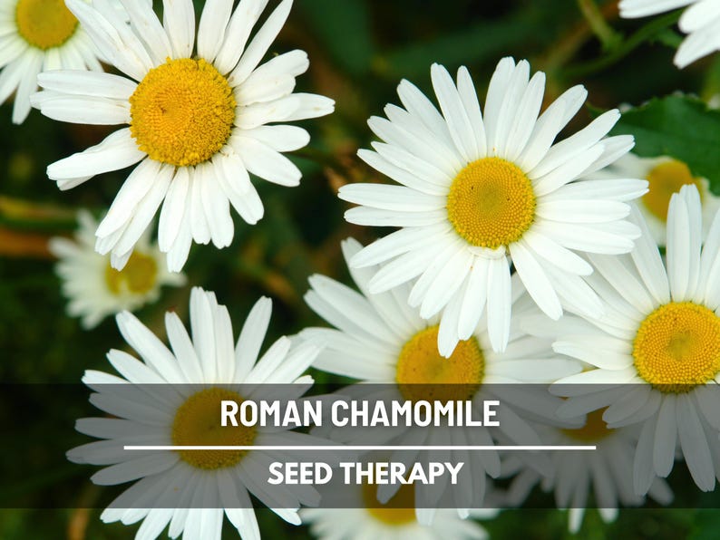Close-up of Roman Chamomile (Chamaemelum nobile) blossoms showing flat button-shaped centers and dense petals - Seed Therapy