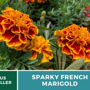 May include: Close-up of a vibrant orange and red French marigold flower with ruffled petals. The flower is in bloom and surrounded by green foliage. The text "Sparky French Marigold" is displayed below the flower.