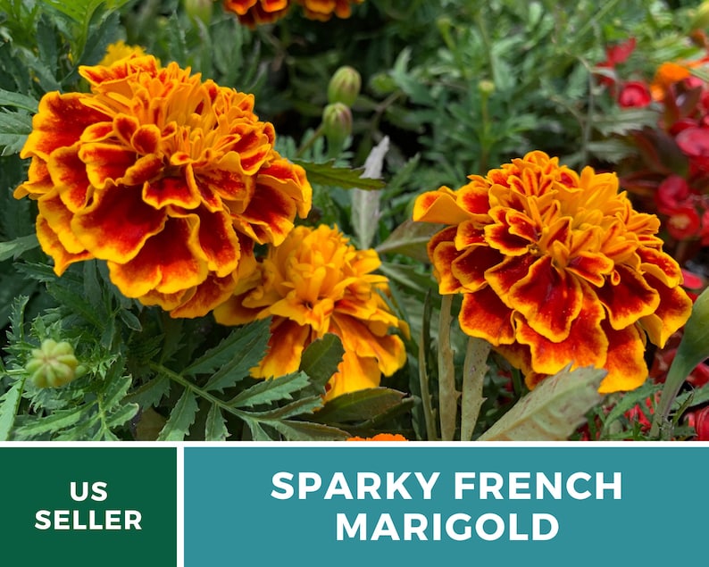 May include: Close-up of a vibrant orange and red French marigold flower with ruffled petals. The flower is in bloom and surrounded by green foliage. The text "Sparky French Marigold" is displayed below the flower.