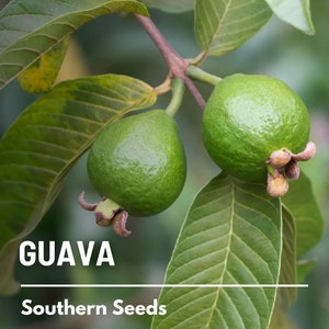 May include: Close-up of two green guavas growing on a branch with green leaves. The text "GUAVA" and "Southern Seeds" is visible below the fruit.