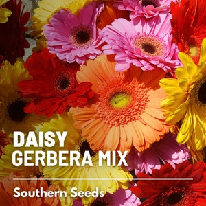 Daisy, Gerbera Mix - 25 Seeds - Hybrid Flower, Barberton Daisy, Striking Blooms, Wide Assortment of Colors (Gerbera jamesonii)