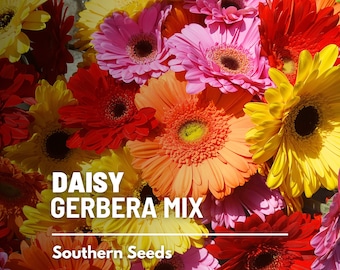 Daisy, Gerbera Mix - 25 Seeds - Hybrid Flower, Barberton Daisy, Striking Blooms, Wide Assortment of Colors (Gerbera jamesonii)