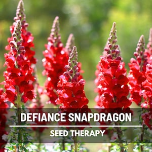 Defiance Snapdragon Seeds – Heirloom, Vibrant Red Flower, Cut Flower, Garden Gift, Arrangements, Antirrhinum majus | 200 Seeds