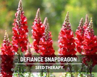 Defiance Snapdragon Seeds – Heirloom, Vibrant Red Flower, Cut Flower, Garden Gift, Arrangements, Antirrhinum majus | 200 Seeds