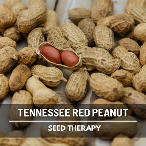 May include: A close-up of Tennessee Red peanuts, some in their shells and others opened to reveal the red seeds. The image includes the text "Tennessee Red Peanut Seed Therapy".