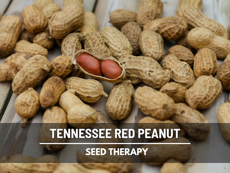 May include: A close-up of Tennessee Red peanuts, some in their shells and others opened to reveal the red seeds. The image includes the text "Tennessee Red Peanut Seed Therapy".