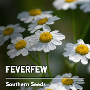 Feverfew - 100 Seeds - Heirloom Medicinal Herb - Non-GMO (Tanacetum parthenium)