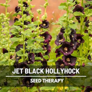 May include: Close-up of Jet Black Hollyhock flowers with dark purple petals and yellow centers. The flowers are surrounded by green leaves and stems. The text "JET BLACK HOLLYHOCK" and "SEED THERAPY" is displayed at the bottom of the image.