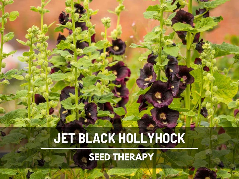 May include: Close-up of Jet Black Hollyhock flowers with dark purple petals and yellow centers. The flowers are surrounded by green leaves and stems. The text "JET BLACK HOLLYHOCK" and "SEED THERAPY" is displayed at the bottom of the image.