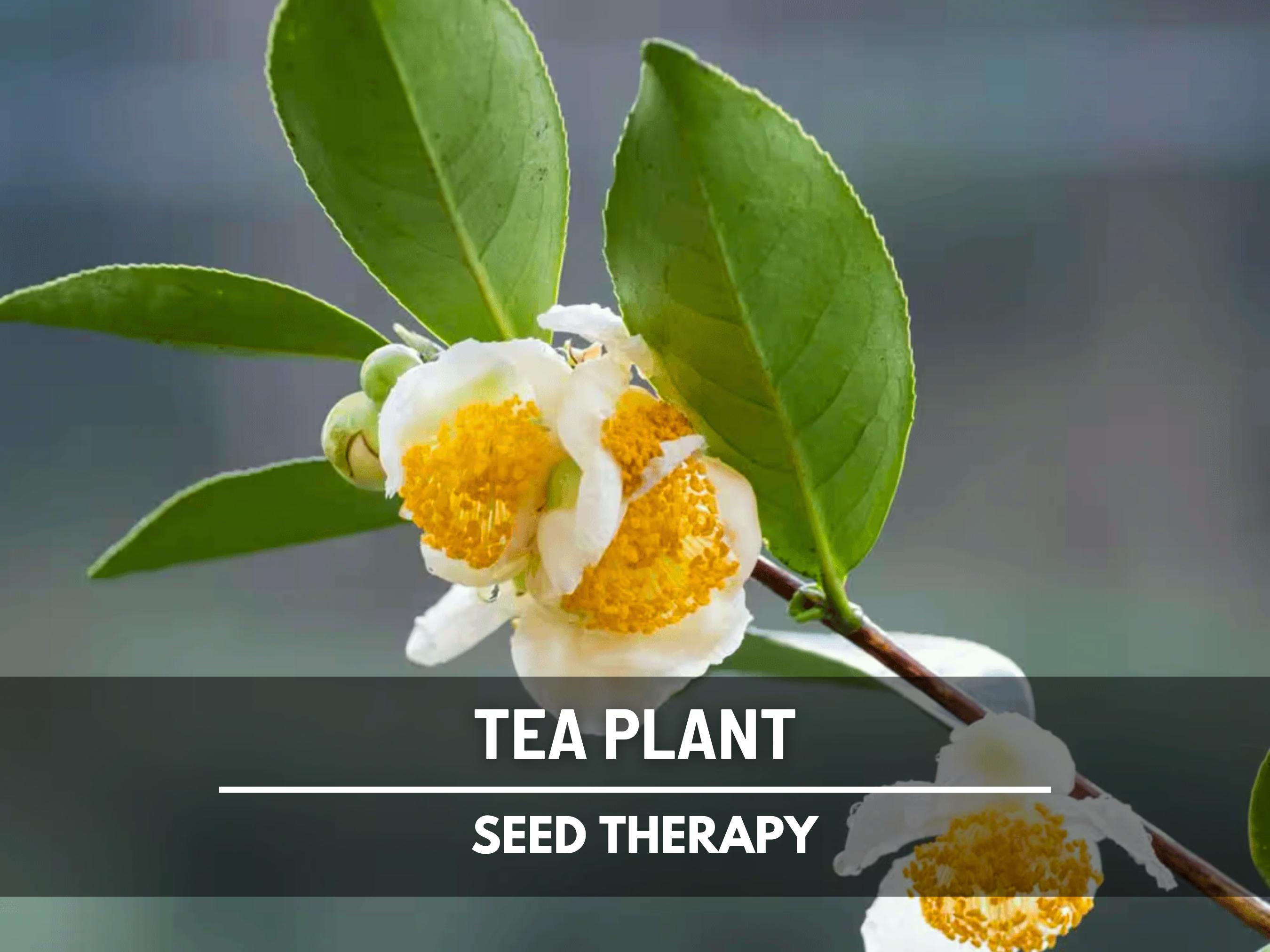 Miss Biloxi Camellia Japonica Live Starter Plant - Unique Bloom, Pink/Rose/White, USA Seller