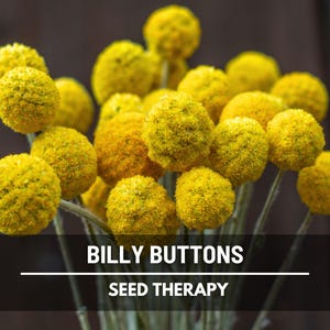 Billy Buttons Seeds – Heirloom, Yellow Spheres for Bouquets & Dried Arrangements (50 Seeds)