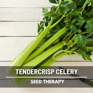 Tendercrisp Celery Seeds – Heirloom Self‑Blanching & Non‑GMO, Open Pollinated, Crisp Garden Favorite | 300 Seeds