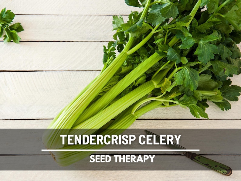 Tendercrisp Celery Seeds - Heirloom, Non-GMO, Self-Blanching Variety (300 Seeds) image 1