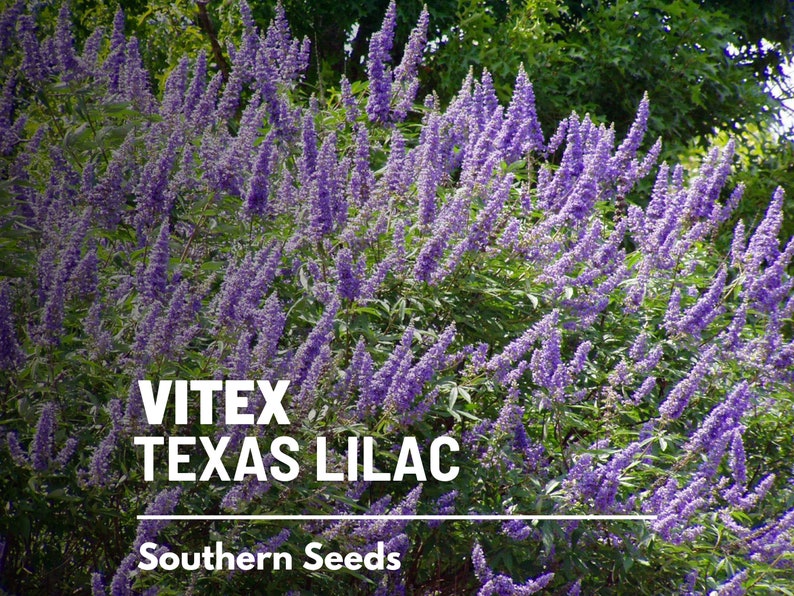 May include: A close-up of a Vitex tree, also known as Texas Lilac, in full bloom with clusters of purple flowers. The text "Vitex Texas Lilac" and "Southern Seeds" is visible at the bottom of the image.