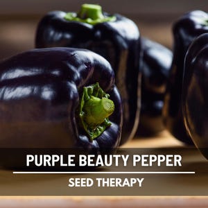 Purple Beauty Pepper Seeds – Heirloom Vegetable, Sweet Purple Pepper, Blocky Bell, Open Pollinated | 30 Seeds