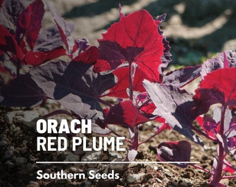 Orach, Ruby Red - 25 Seeds - Heirloom Leafy Green - Deep Ruby Red Leaves (Atriplex hortensis)