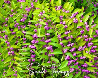 American Beautyberry Seeds, Heirloom Native Perennial Purple Bush Shrub (30 Seeds)