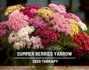 Yarrow Summer Berries Seeds – Best Seller! Heirloom Flower, Vibrant Berry-Colored Blooms, Attracts Pollinators, Easy to Grow | 50 Seeds