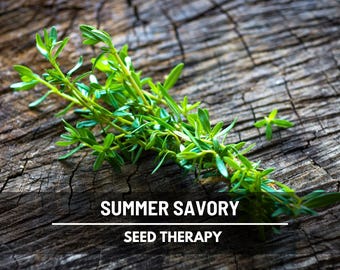 Summer Savory Seeds – Heirloom Culinary Herb, Peppery Flavor, Non-GMO (100 Seeds)