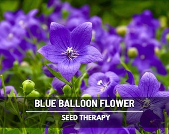 Blue Balloon Flower Seeds – Heirloom Plant, Bluish purple, bell-shaped flowers | 50 Seeds